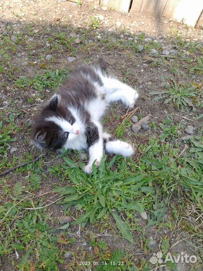 Отдам в добрые руки