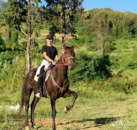 Экскурсия Конная прогулка (Адлер, Сочи)