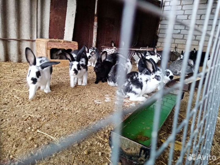 Кролики на развод