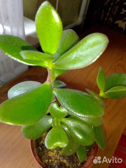 Ц е р е у с перуанский-Монстроза и др