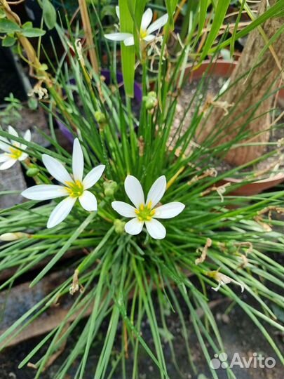 Выскочка, Зефирантес белый и розовый