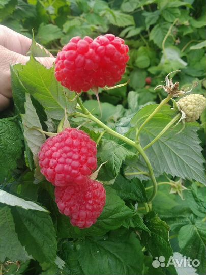 Малина Гордость России