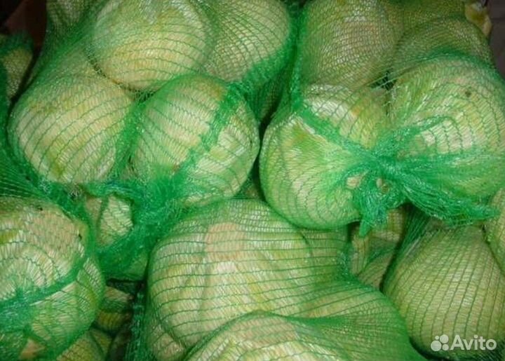 Капуста белокочанная