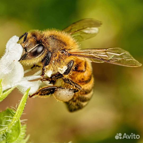 Пчелосемьи