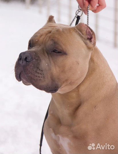 Американский булли вязка