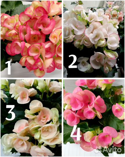 Бегония Элатиор