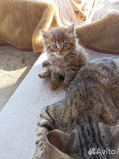 Котята в добрые руки бесплатно