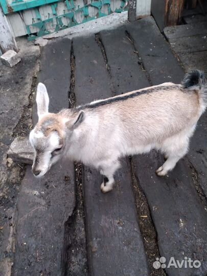 Козы козлята