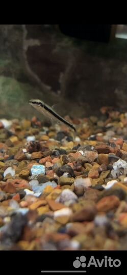 Водорослеед