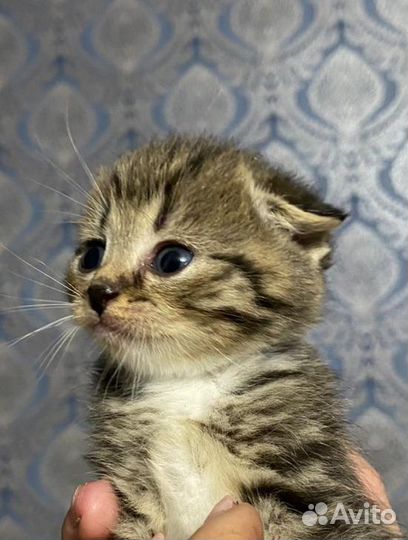 Отдам в хорошие руки