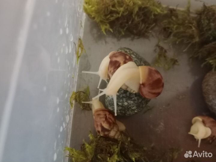 Улитки Ахатины альбиносы