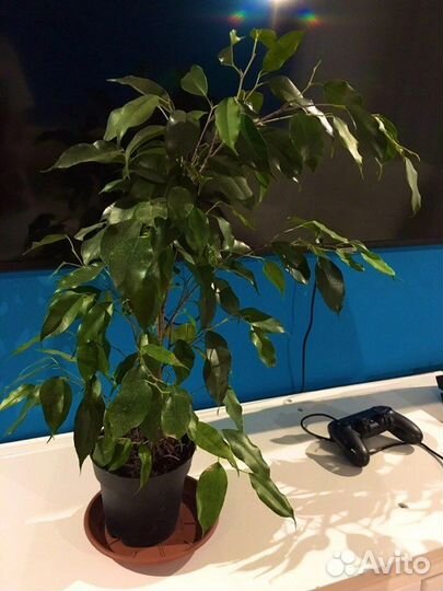 Фикус бенджамина большой