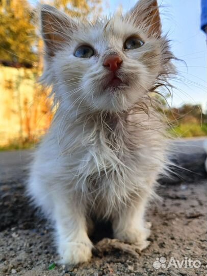 Котенок девочка в добрые руки 2 месяца