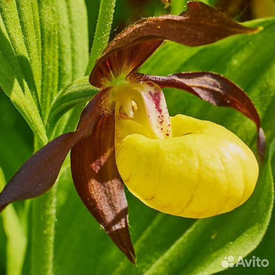 Садовая орхидея