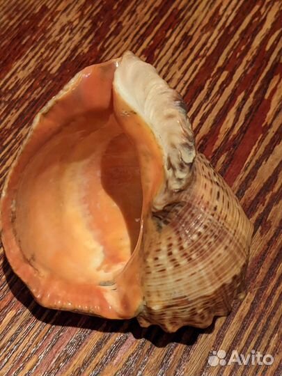 Ракушки морские (рапан)