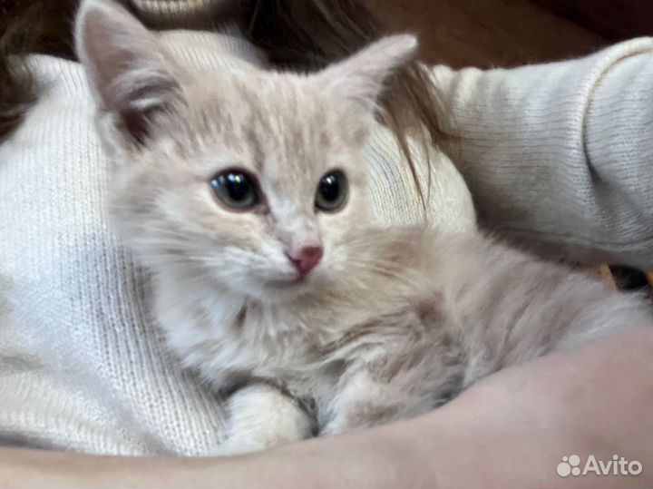 Котенок персиковый