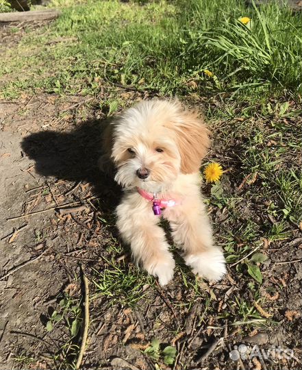 Передержка собак /догситтер