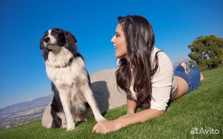 Гостиница для собак. Передержка. Дрессировка