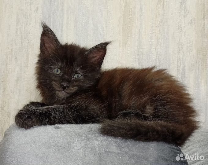 Котята мейн-кун