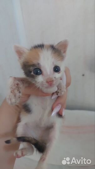 Котенок в добрые руки бесплатно