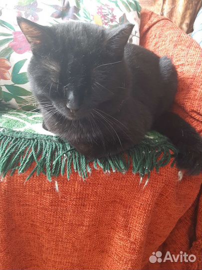 Я не такой подозрительный, я добрый котик