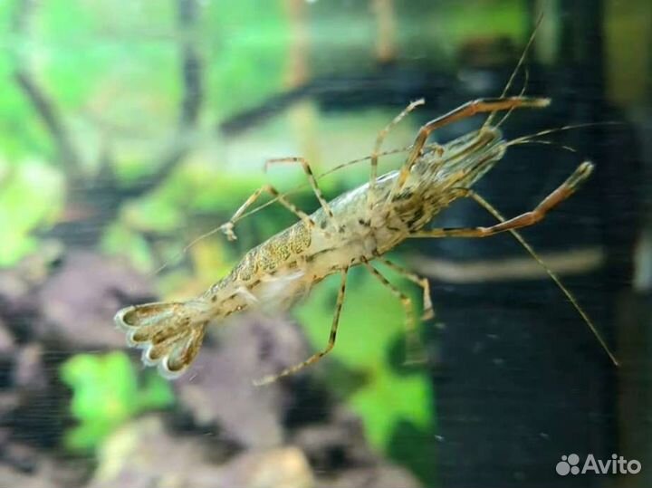 Креветки кольцерукие (Macrobrachium)