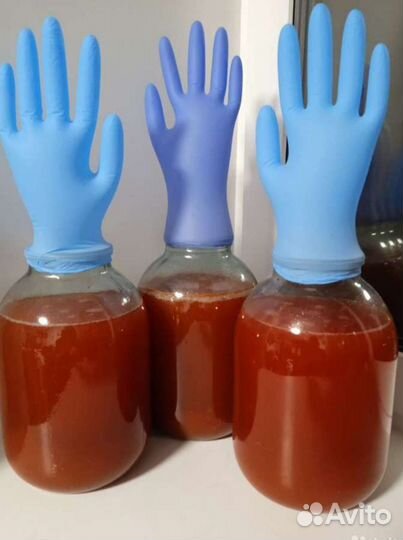 Винный гриб