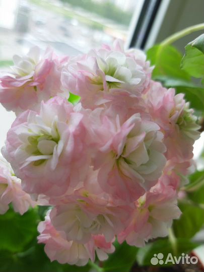 Пеларгонии сортовые