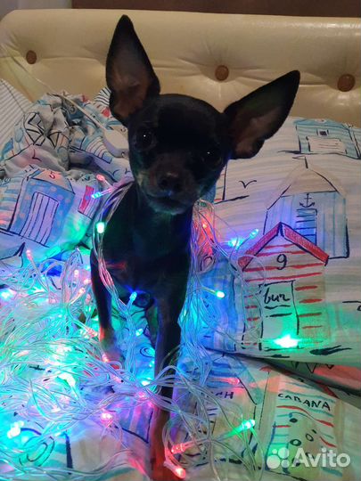 Русский той-терьер mini