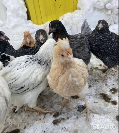 Куры несушки Чешский доминант молодка