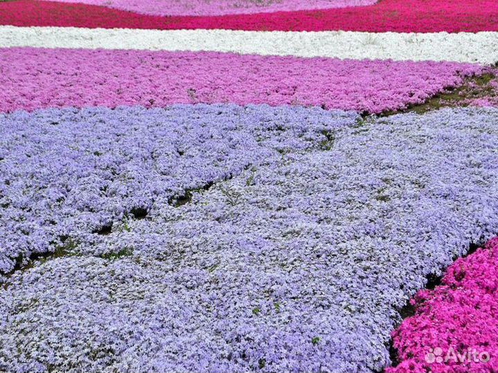 Флокс шиловидный