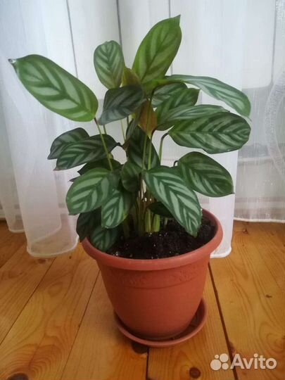 Ктенанта(калатея) деленки