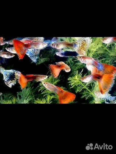 Мальки Гуппи