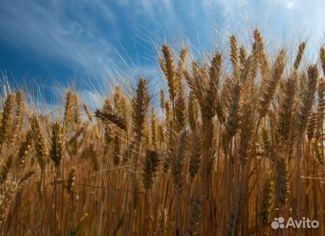 Зерно, пшеница, ячмень, овёс, зерносмесь объявление продам