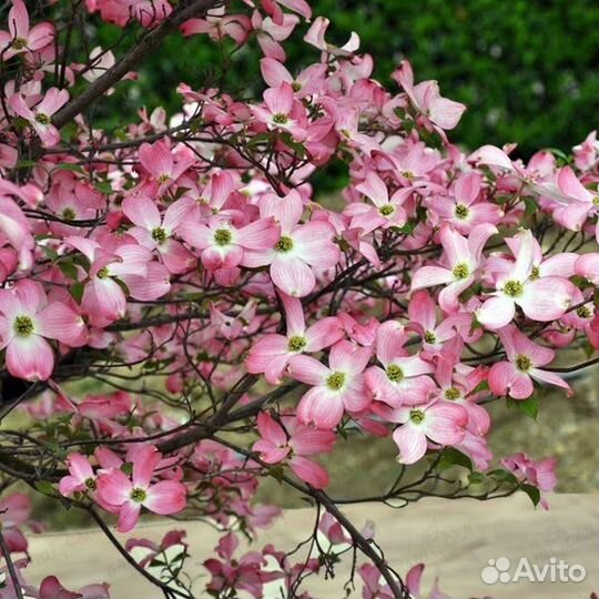 Кизил (дерен), редкие виды, семена