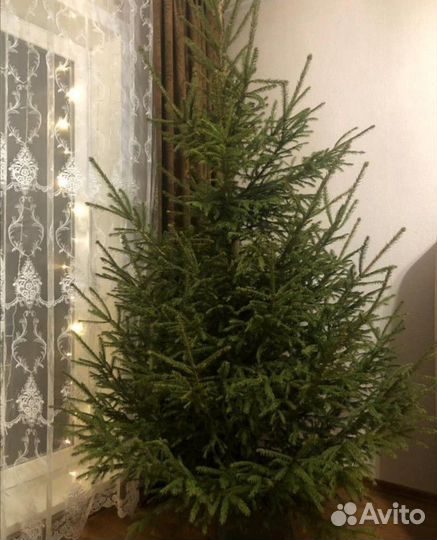 Елка,пихта,сосна живая большой опт к новому году