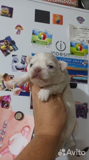 Щенки чихуахуа мини микро