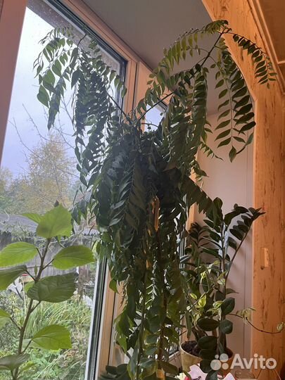 Муррайя черноплодная (Murraya koenigii)