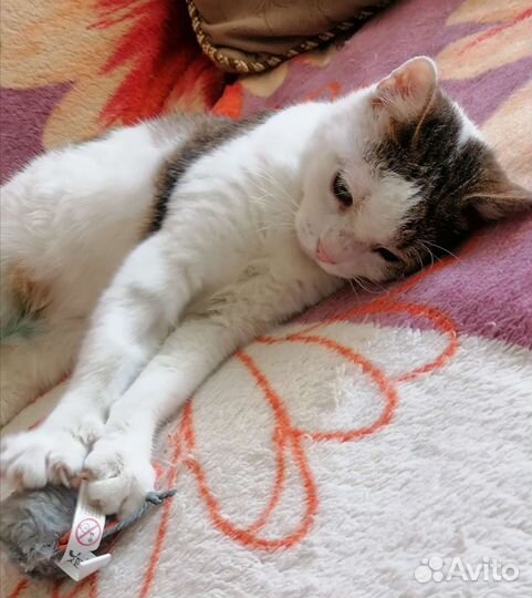 Манюня ищет дом