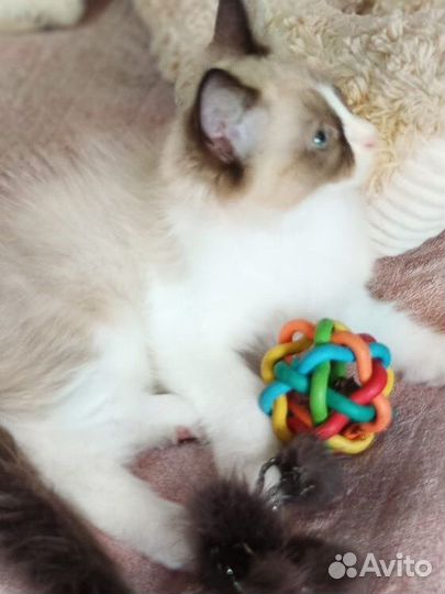 Красавчик Рэгдолл