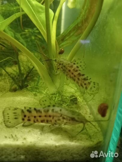 Все для аквариума