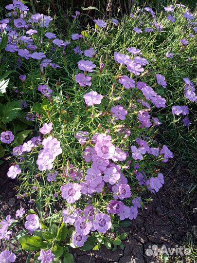 Гвоздика многолетняя