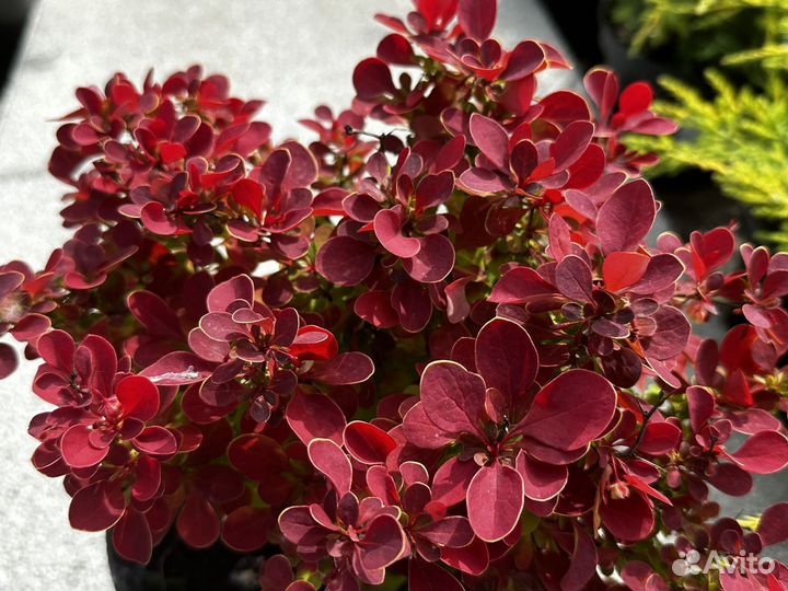 Барбарис тунберга зкс