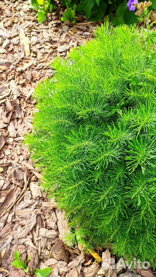 Молочай кипарисовый - эуфорбия, многолетник