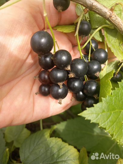 Черная смородина