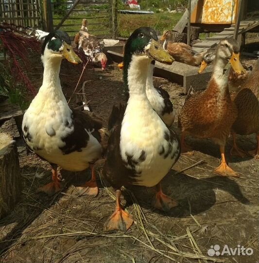 Индоутка мускусная утка