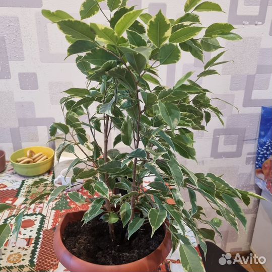 Фикус бенджамина