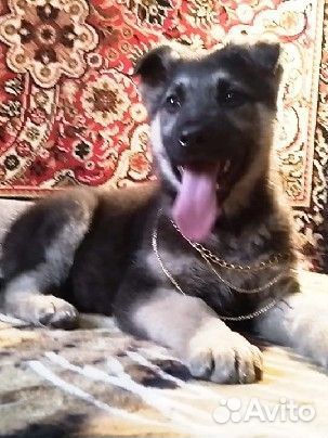 Щенки Восточноевропейской овчарки