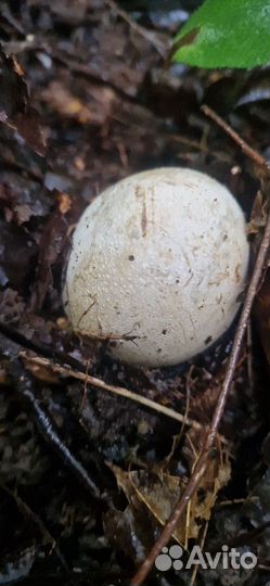 Грибы Весёлка