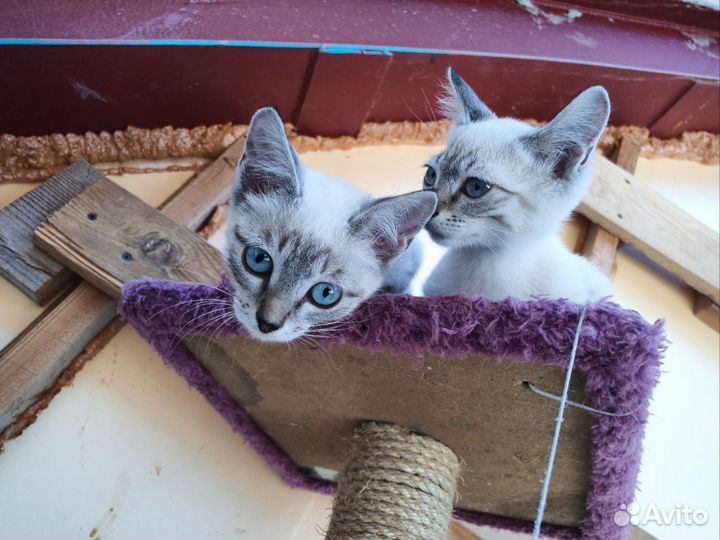 Отдам котят